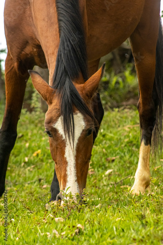 cavalo marrom com mancha branca no focinho pastando na grama verde