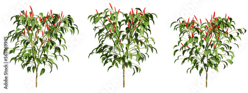 3D rendering of chili trees with transparent background, for illustration, digital composition, and architecture visualization