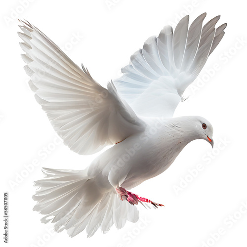 Billede på lærred pigeon isolated on white background