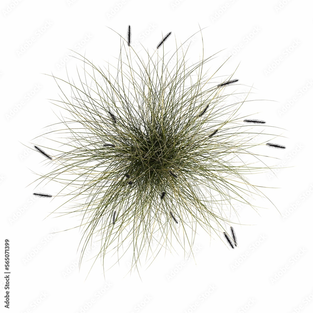 wild field grass, top view, isolated on white background, 3D illustration, cg render wild field grass, top view, isolated on white background, 3D illustration, cg render