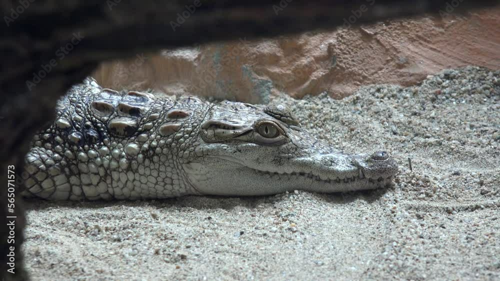 Crocodile in Desert Area, Baby Nile Crocodile in Sand, Swimming Alligator in Water, Crocodylus Niloticus Crocodile in Desert Area, Baby Nile Crocodile in Sand, Swimming Alligator in Water, Crocodylus Niloticus