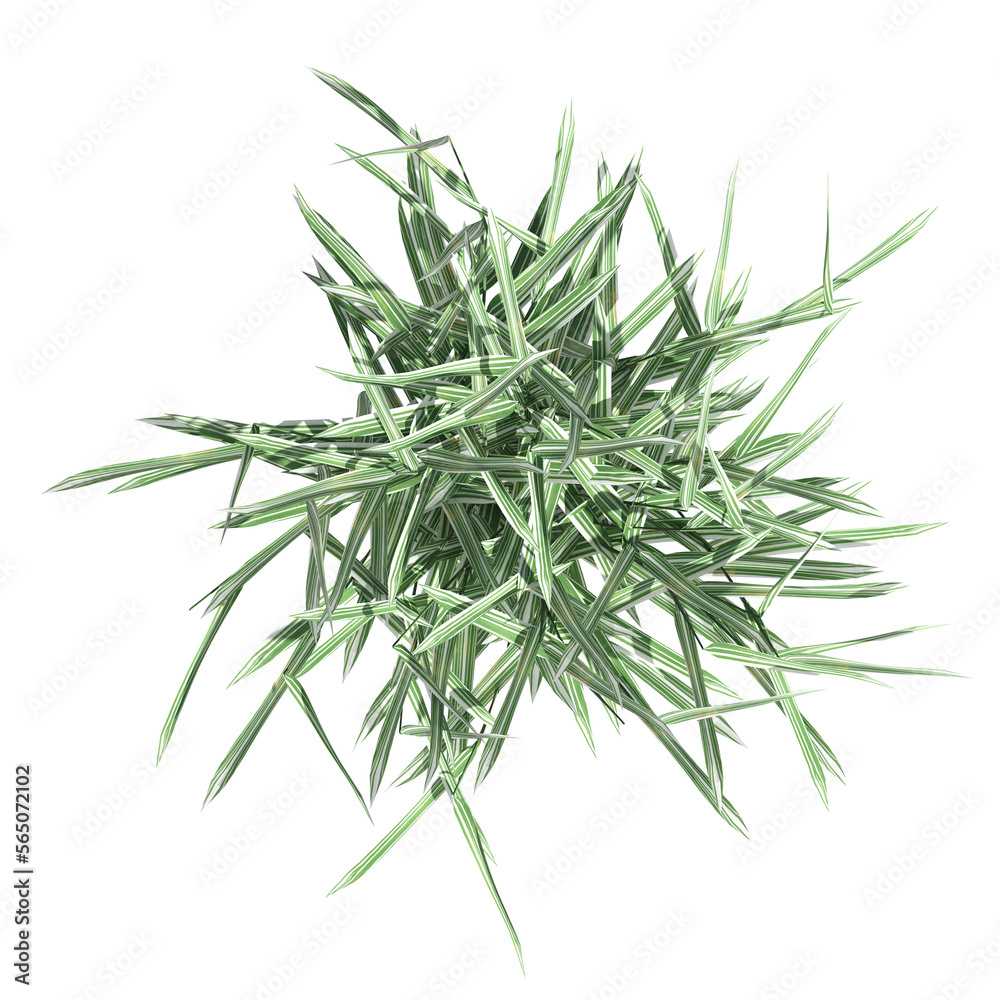 wild field grass, top view, isolated on a transparent background, 3D illustration, cg render wild field grass, top view, isolated on a transparent background, 3D illustration, cg render