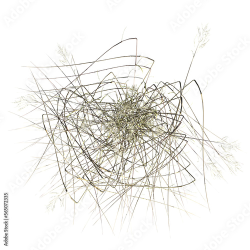 wild field grass  top view  isolated on a transparent background  3D illustration  cg render