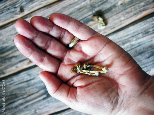 Several small psilocybin and psilocin hallucinogenic dried magic mushrooms held in womans open hand with wood background