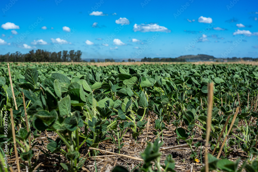 Soybean planted on wheat stubble in a field of the Argentine Pampa Soybean planted on wheat stubble in a field of the Argentine Pampa