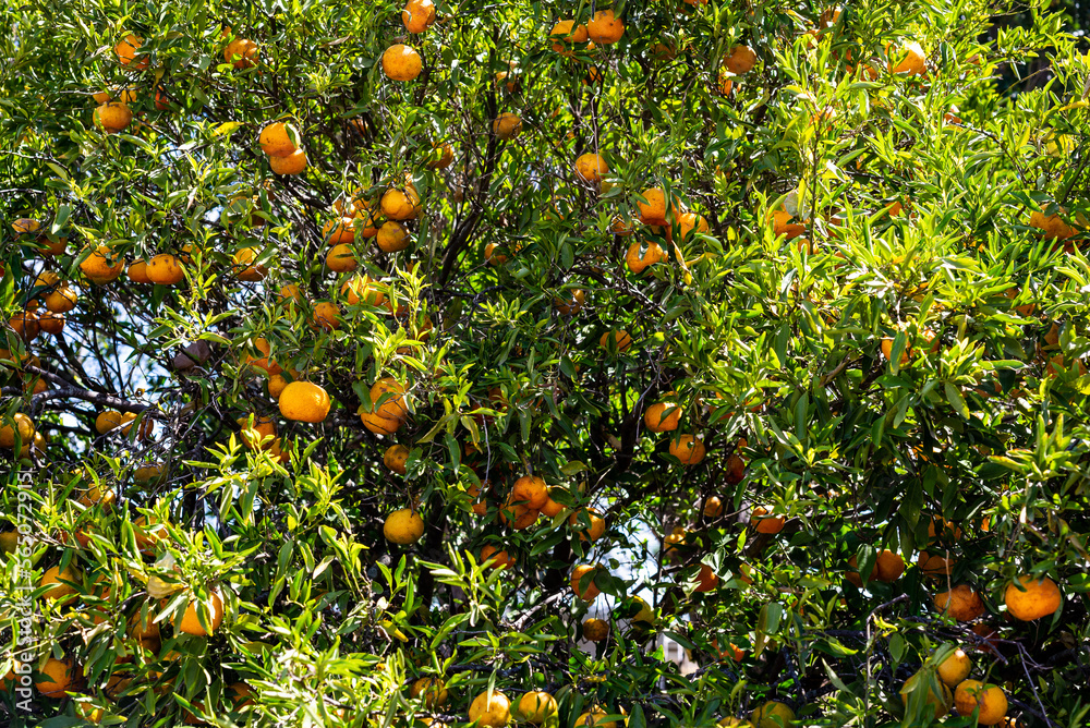 A mandarin orange tree full of fruits A mandarin orange tree full of fruits