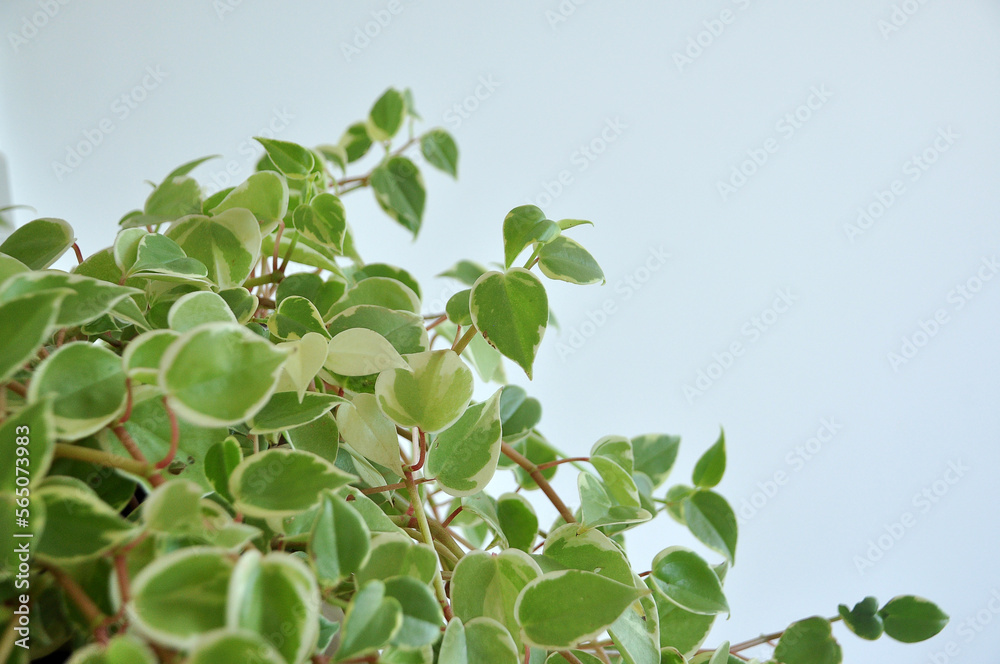 planta peperone scandense verdinha planta peperone scandense verdinha