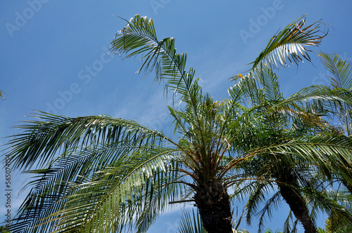 planta tropical de sol pleno com céu azul 