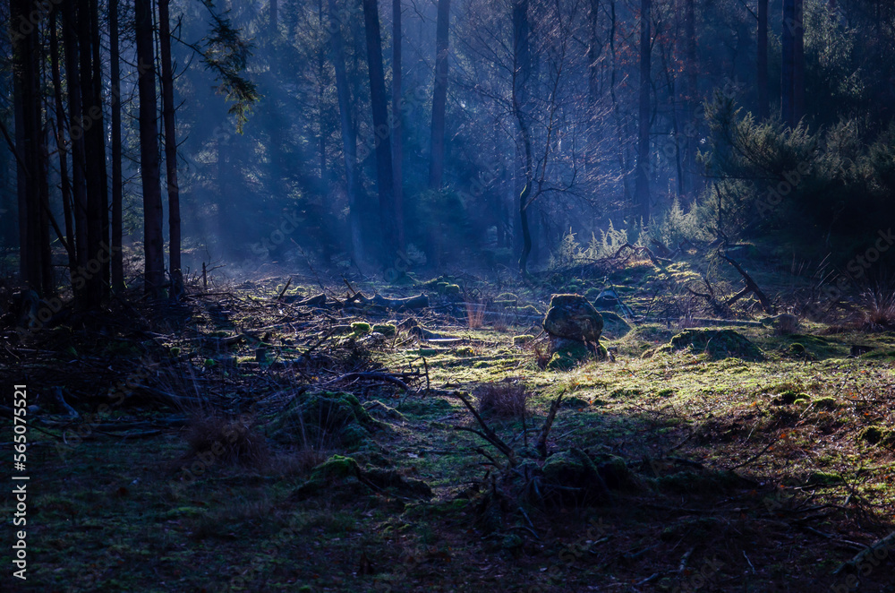 Sunlight shining on a clearing in the forest near Dwingeloo, The Netherlands