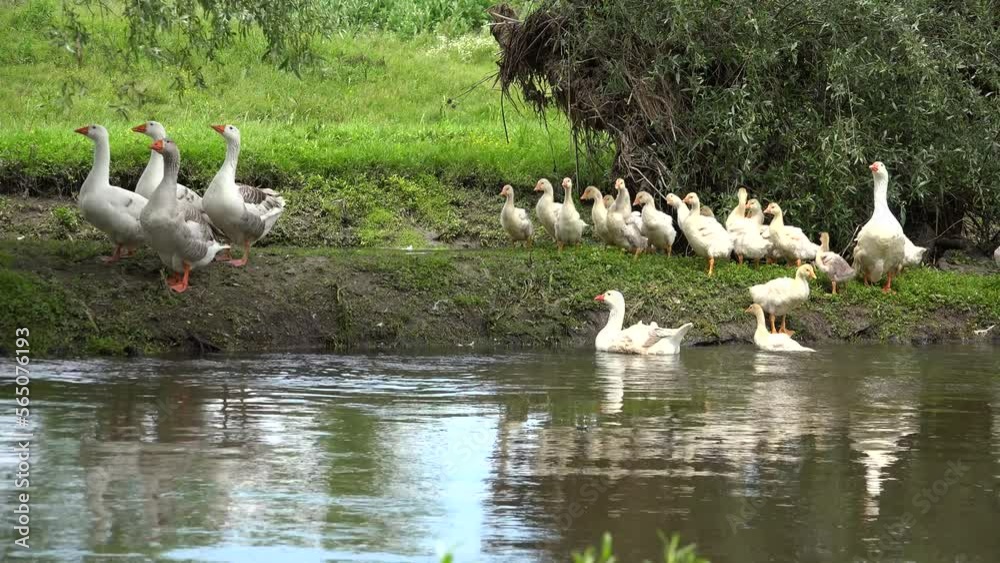 Goslings, Flock of Geese Sunbathing on a River, Stream, Creek in Delta, Birds Goslings, Flock of Geese Sunbathing on a River, Stream, Creek in Delta, Birds
