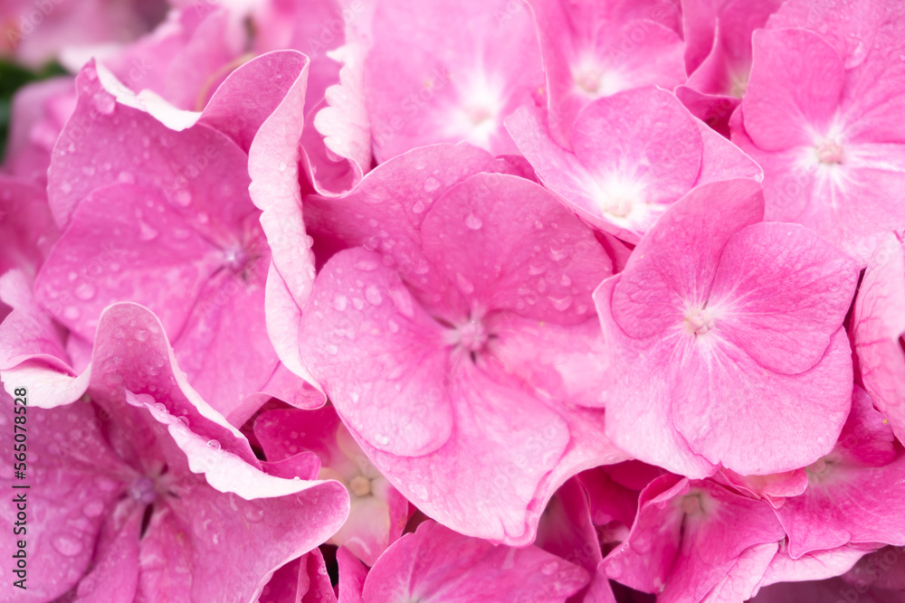 Pink and lilac hydrangea inflorescence in raindrops Pink and lilac hydrangea inflorescence in raindrops