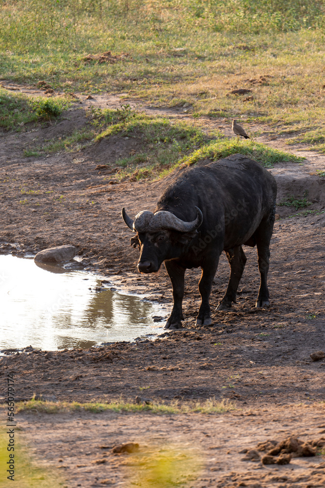 Buffle d'Afrique, Syncerus caffer, Parc national Kruger, Afrique du Sud Buffle d'Afrique, Syncerus caffer, Parc national Kruger, Afrique du Sud