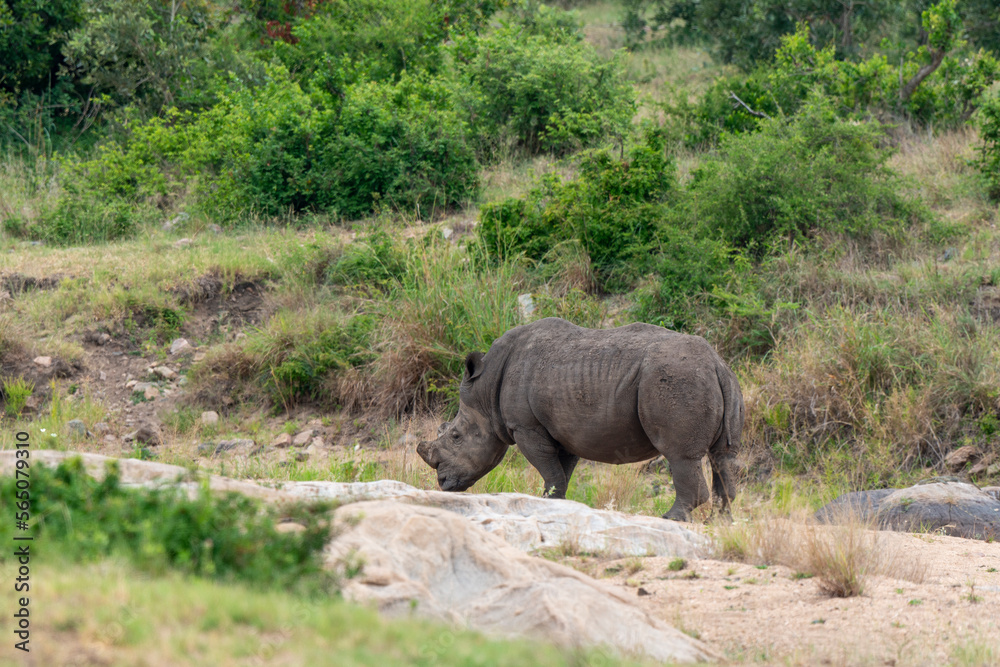 Fototapeta premium Rhinocéros blanc, corne coupée, white rhino, Ceratotherium simum, Parc national Kruger, Afrique du Sud