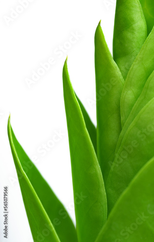 Close-up macro bright green leaves texture tropical forest plant in white background.Biology leaf botanical desktop wallpaper,website cover backdrop,ecology or environment banner concept.