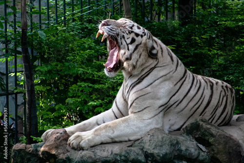 white tiger in the zoo