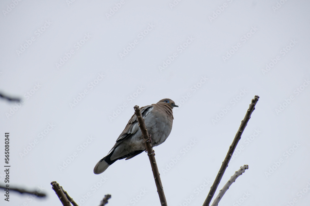 Pigeon on a branch