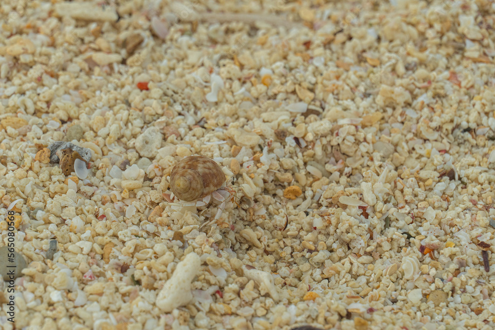 A hermit crab walks into the sea on a sandy beach and coral reefs on an island in Thailand. A hermit crab walks into the sea on a sandy beach and coral reefs on an island in Thailand.