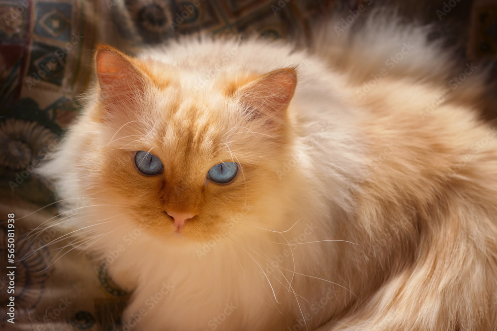 Cute cat with bright blue eye sitting on a cushion and looking up 