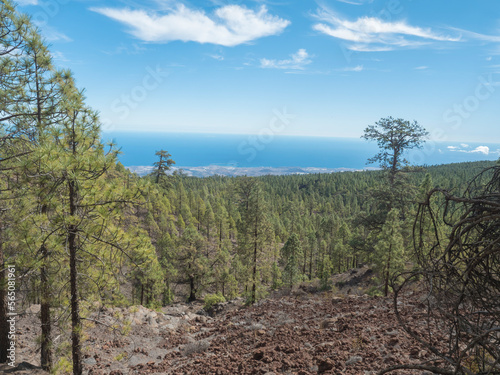 Scenic view of the south coast of Tenerife at 2000 m altitude from the mountain slope with lush pine tree forest above the clouds. Canary Islands  Spain.