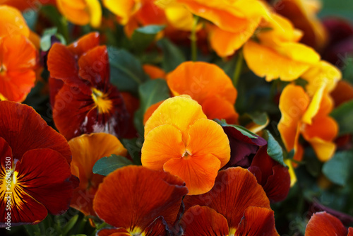 Geranium odorata red and orange field of flowering summer flowers in park
