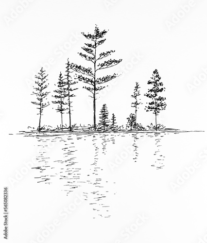 Drawing of the trees in water