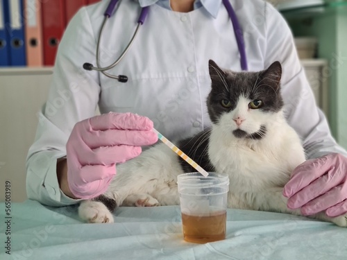 Fototapeta Naklejka Na Ścianę i Meble -  Doctor examines cat in veterinary clinic and examines urine test