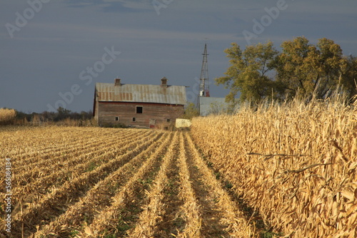 Rows of harvested and non harvested corn field leads your eye into an old wood barn with a windmill tower in a rural farm yard.