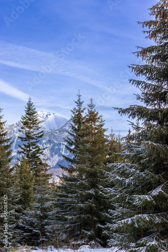 Snowy fir trees in winter forest background. Winter landscape of mountains. iew of snow spruces on a frosty day in Poland