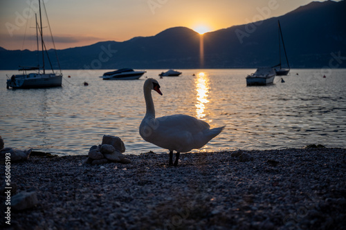 Schwan am Gardasee