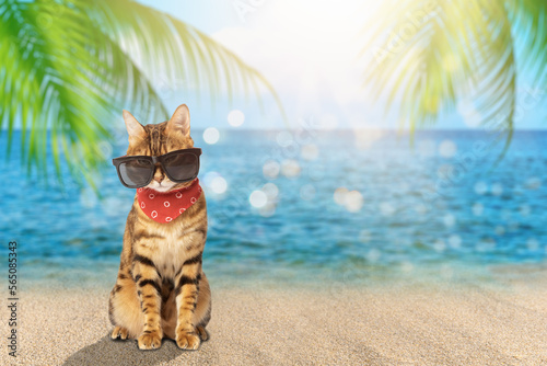 A cat in sunglasses and a scarf on the background of a tropical sea.