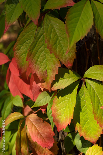 Blurred image of wild grape leaves in red-green tones.