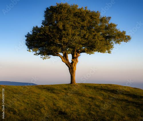 Realistic illustration of a tree on a hill or field  Generative AI
