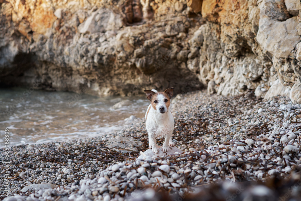 the dog put its paws on the stone on the beach. Jack Russell Terrier at sea. Active pet outdoors, vacation