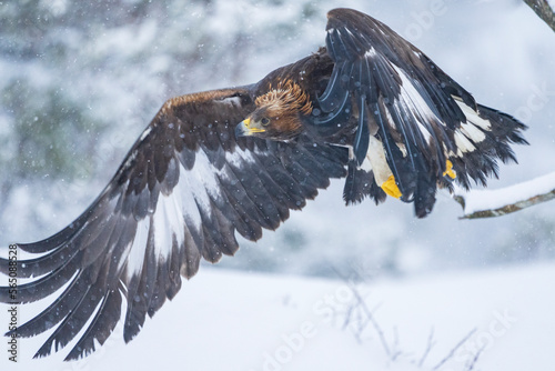 Golden Eagle (Aquila chrysaetos) in fligt. photo