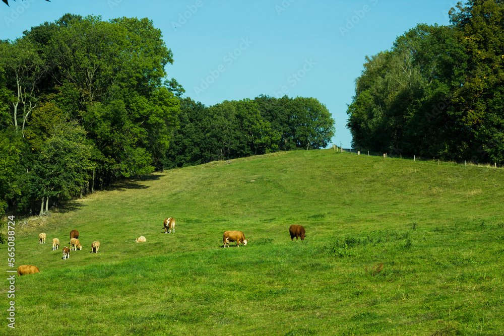 Natur Pur eine kleine Herde kühe auf einer aue Natur Pur eine kleine Herde kühe auf einer aue