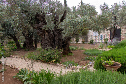 Принти на полотні Olive trees in the biblical Garden of Gethsemane, where Jesus prayed before his