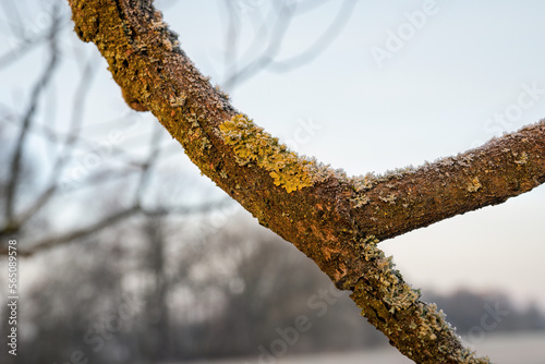 Orange wood rot fungus on a tree branch. photo