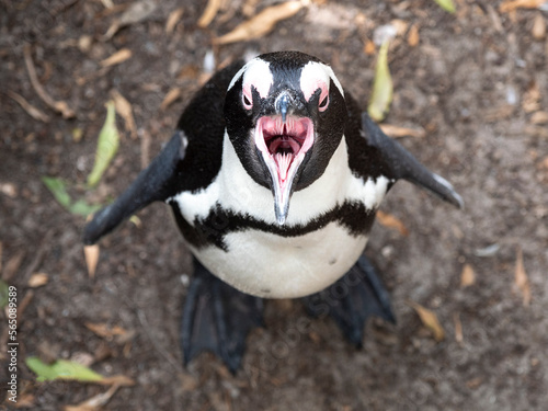 An angry penguin, shot from above, screeches at the camera with wide-open beak.