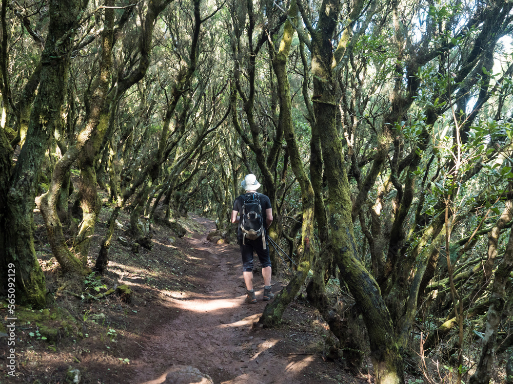 Man hiker at footpath at laurisilva forest at Park rural de Teno mountains, Tenerife, Canary Islands. Mysterious fairytale magical nature scenery with Erica arborea trees, moss, ferns and green leaves