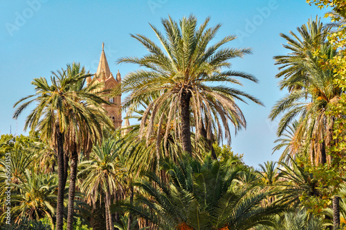 Palermo cathedral tower seen from behind the palm trees in the park