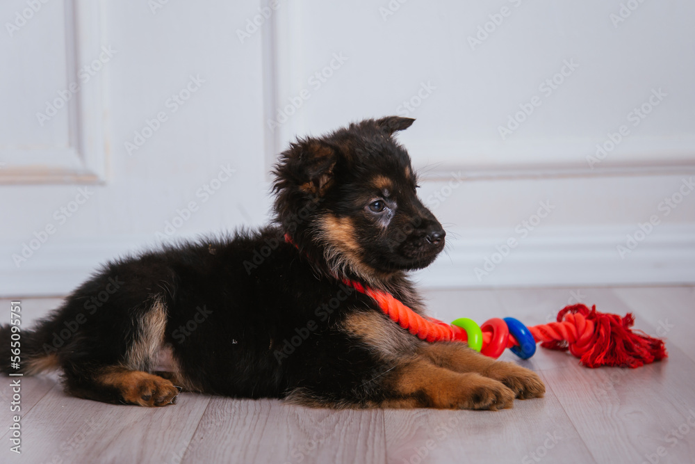 three brown and black german shepherd puppies play with animal toys. Favorite pets. three brown and black german shepherd puppies play with animal toys. Favorite pets.