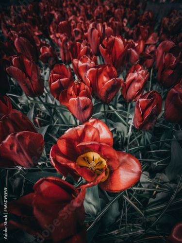 Red tulips, roses, beautiful flowers, in a green field, dramatic, high contrast, artistic.