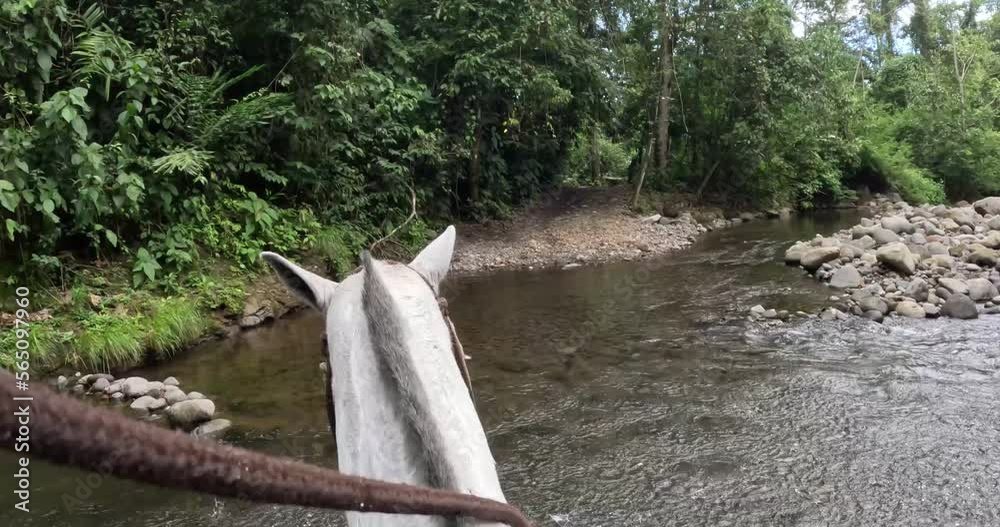 POV riding a horse as it runs through a river in a tropical jungle. Water splashes and handheld camera shakes. 4K