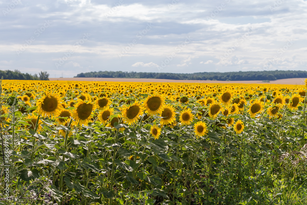 Sunflower field against the cloudy sky and distant forest