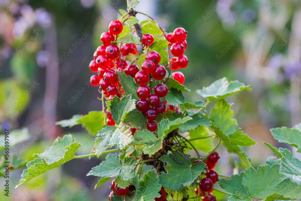 Ripe red currant on the branch on a blurred background Ripe red currant on the branch on a blurred background