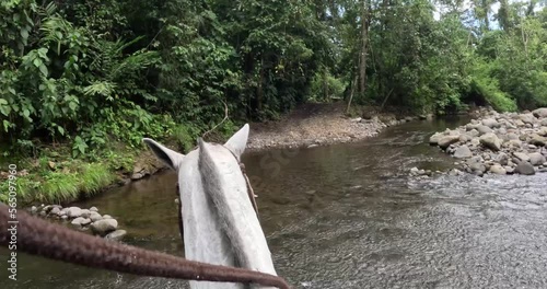 POV riding a horse as it runs through a river in a tropical jungle. Water splashes and handheld camera shakes. 4K