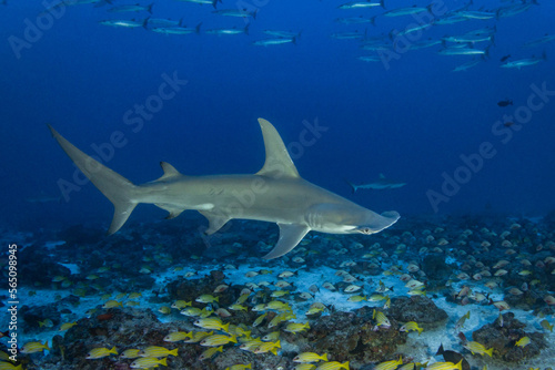 Young hammerhead shark in deep water