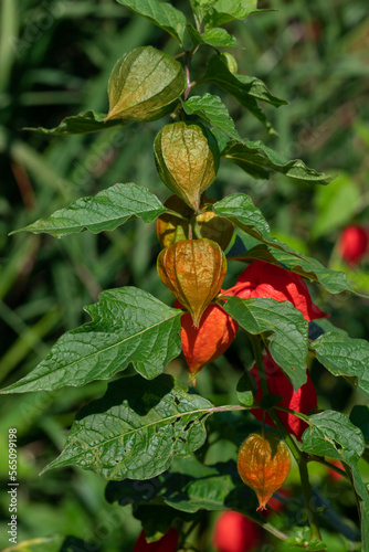 Orange physalis on a background of green leaves.