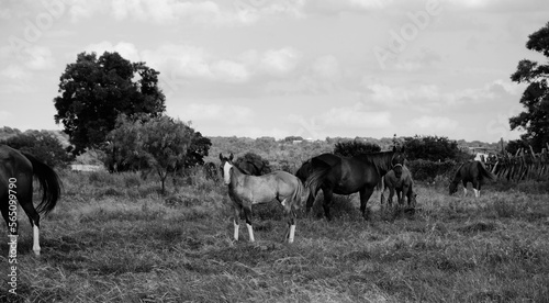 Texas ranch with horses grazing in countryside during summer in black and white, equine art.