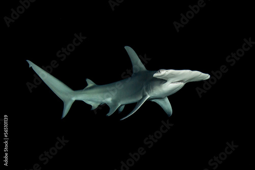 Great hammerhead shark in night dive photo